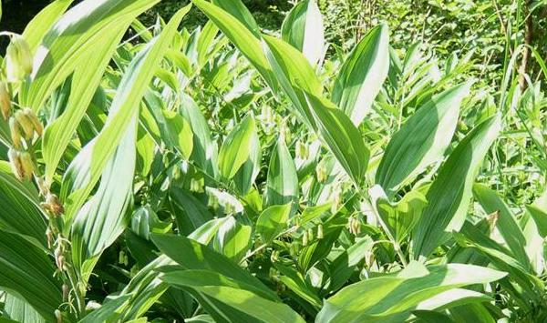黄精种植地老虎危害及防治方法