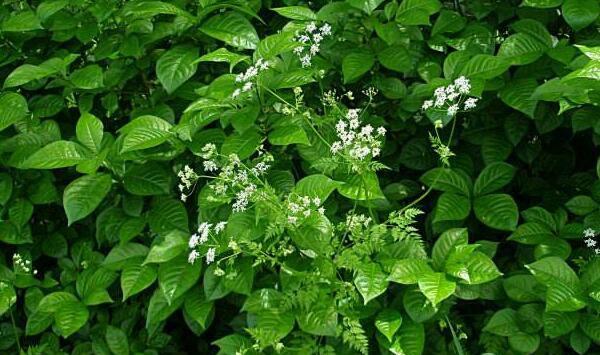 中草药山野菜峨参林下种植管理技术