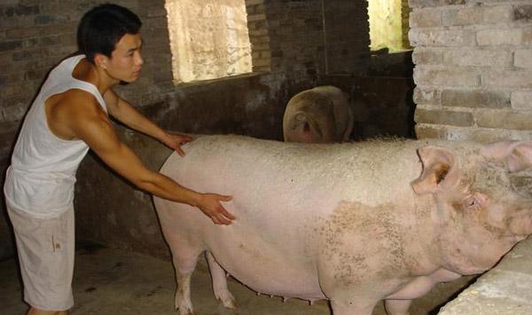 母猪不发情解决措施