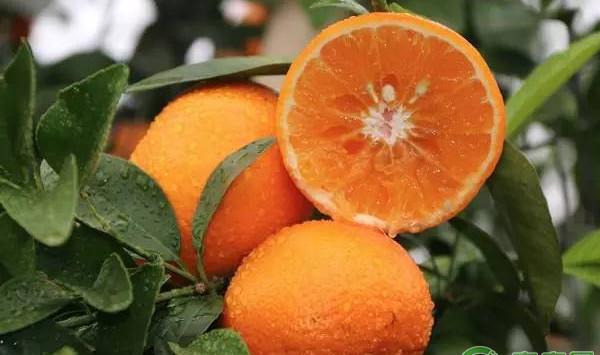 湖南省江永县沃柑种植表现及配套栽培技术