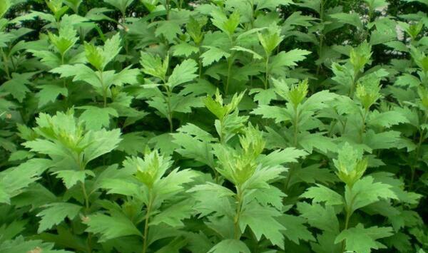 艾草市场需求旺盛，如何进行艾草标准化人工栽培？