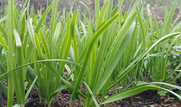 韭菜该如何施肥？韭菜合理施肥方法介绍