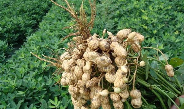 花生死苗是什么原因？有什么预防方法？