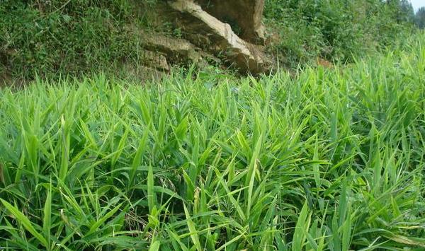 生姜精细整地、育苗、水肥管理技巧