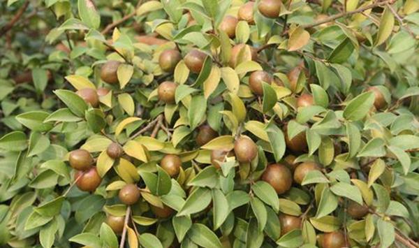 油茶芽苗砧嫁接茶花繁育技术