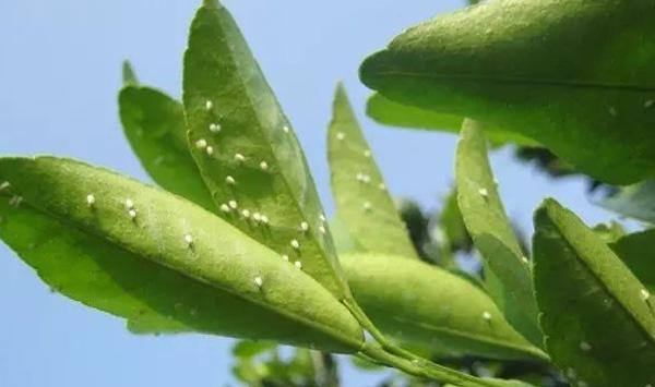 柑橘木虱特性