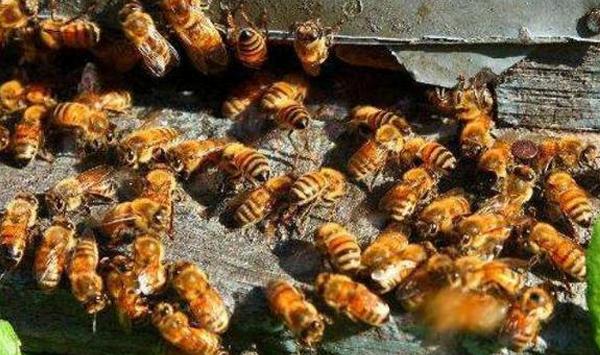 蜜蜂养殖如何解除分蜂热现象？