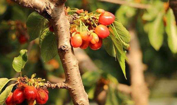 樱桃根腐病怎么防治？