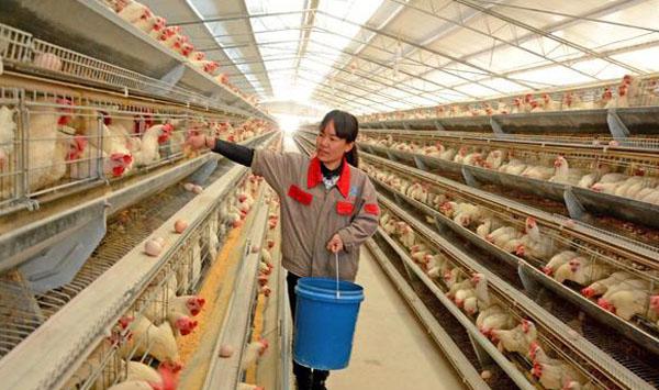 蛋鸡产蛋率提高方法