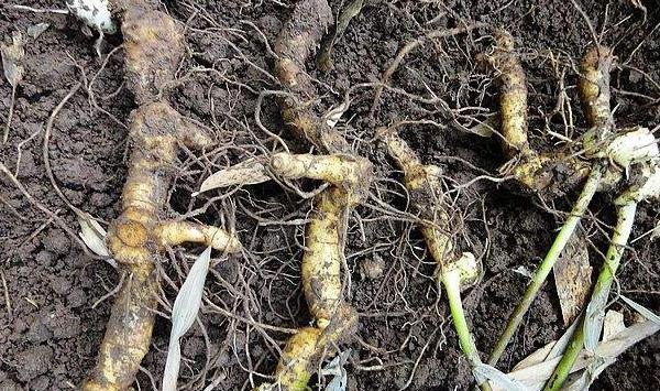 黄精种植怎么防治地老虎？