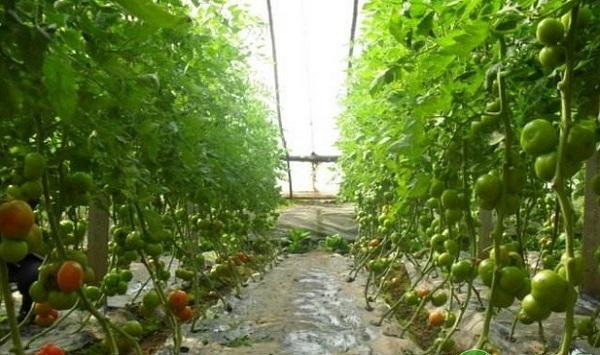 番茄细菌性髓部坏死病发病症状及防治方法