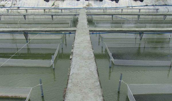 水产养殖投喂方法