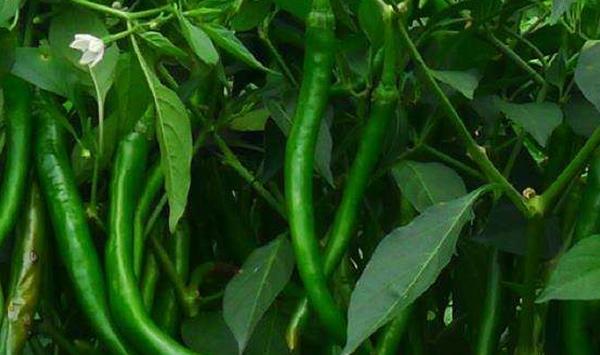 小茴香（孜然）套种线椒栽培技巧