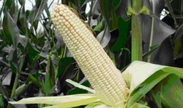 玉米不结籽是什么原因造成的？（内附防治措施）