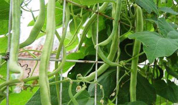 架豆王种植管理