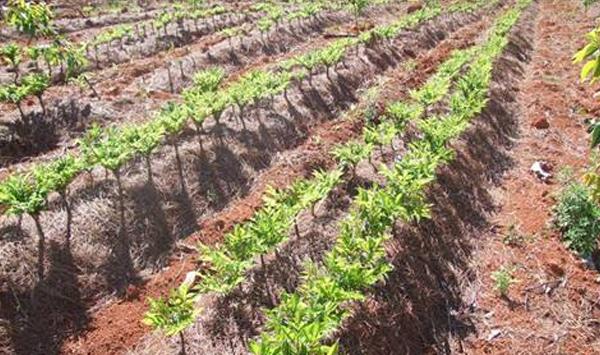 魔芋病虫害防治实用方法