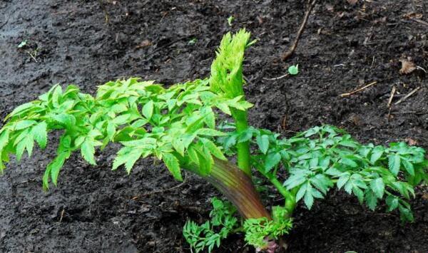 中草药山野菜峨参林下种植管理技术