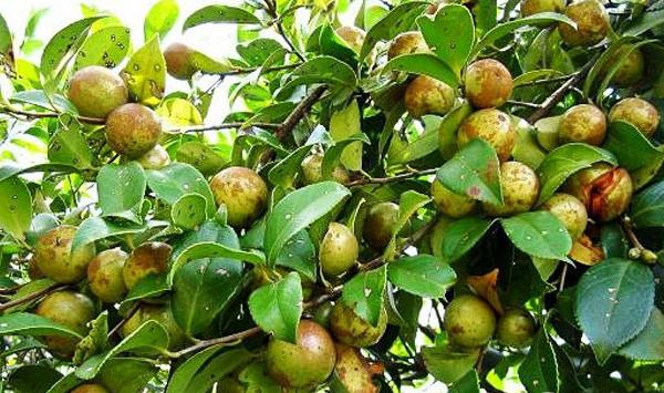 油茶保花保果栽培技术