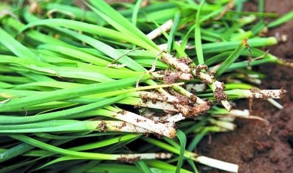韭菜高产栽培择地、作畦、肥水管理技巧