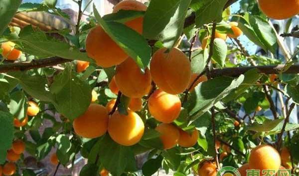 大棚杏树高效栽培管理技术