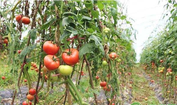 九月份可以种哪些蔬菜？九月份蔬菜种植指南介绍