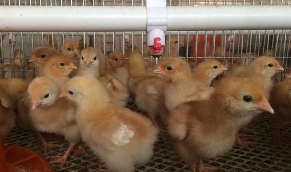 雏鸡软嗉症防治措施