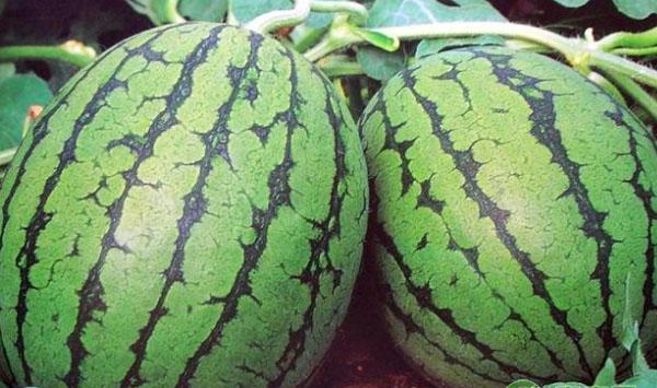 秋季大棚西瓜如何防治病虫害？大棚西瓜病虫害防治方法