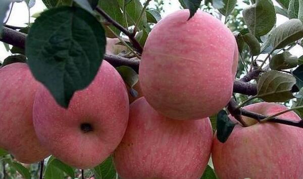 甘肃庄浪苹果红蜘蛛发生原因与防治措施