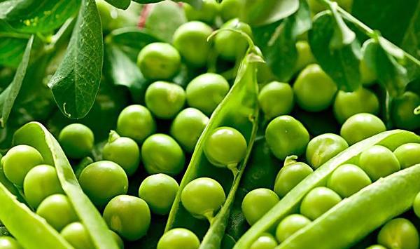 豌豆病虫害防治措施