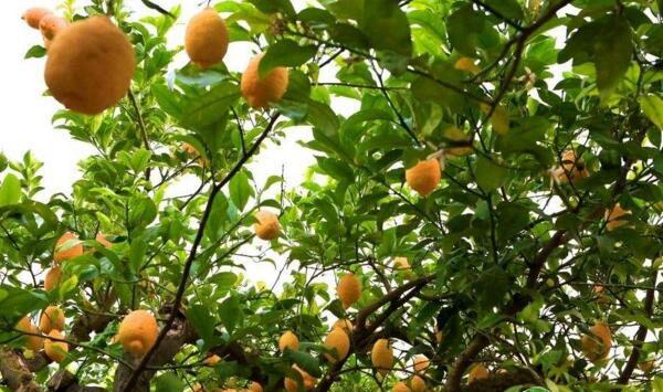 柠檬树花芽分化差怎么办？如何提高柠檬树更新期的产量？