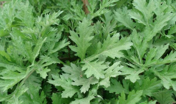 艾草市场需求旺盛，如何进行艾草标准化人工栽培？