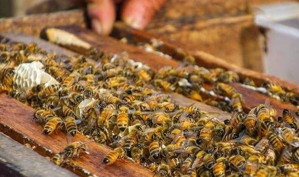 浅谈诱蜂注意事项及技巧