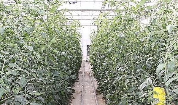 蔬菜基质栽培管理技巧