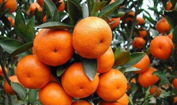 柑橘虫害怎么防治？