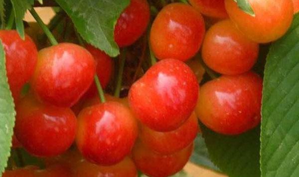 大樱桃早期落叶的发生原因及其防治方法