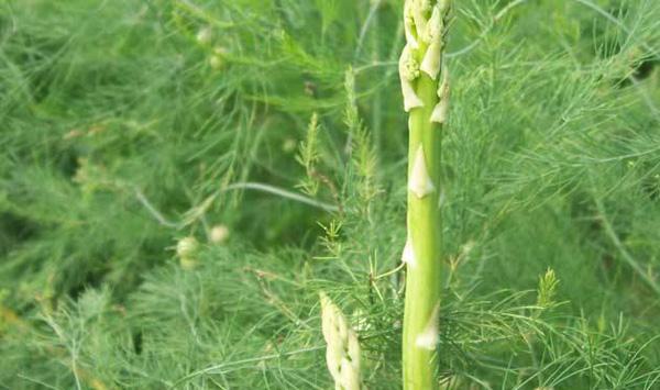 芦笋家庭种植