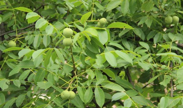 河北衡水核桃幼树低温冻害症状及预防措施