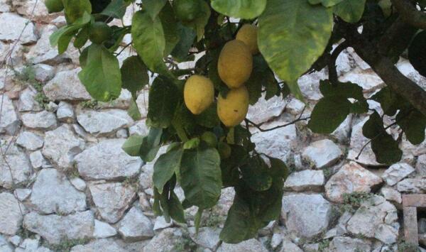 柠檬树花芽分化差怎么办？如何提高柠檬树更新期的产量？