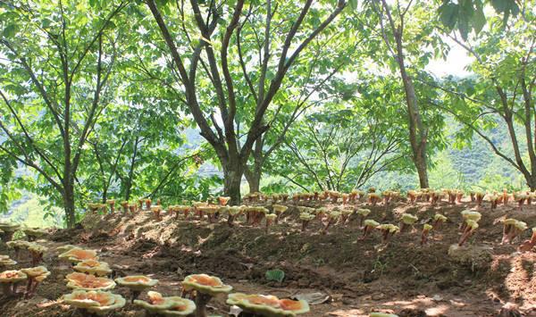 南方地区灵芝种植的气候适应性分析