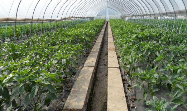 蔬菜大棚受到洪灾怎么办？灾后棚室管理支招