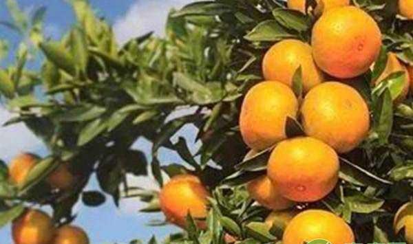 想要柑橘秋梢长得好，这些病虫害防治很关键