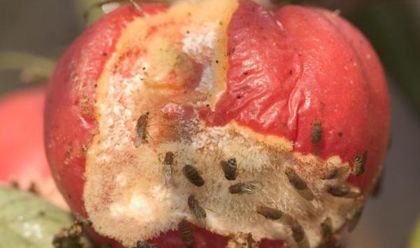 果蝇防治方法