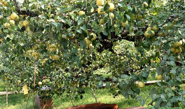 蒲城县酥梨全周年管理工作日历