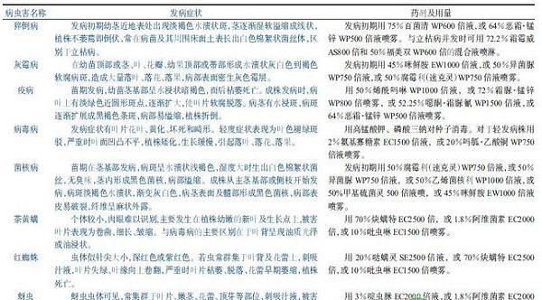 北方地区五彩椒标准化生产技术要点