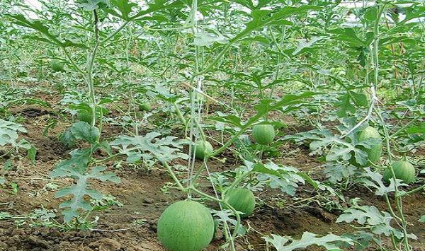 种植的西瓜不够甜怎么办？提高西瓜含糖量的几个措施