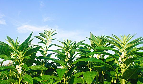 芝麻应该怎么种？芝麻种植高产的三个妙招