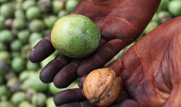 “黑皮核桃”的发生原因及防治方法