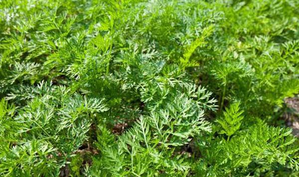 胡萝卜种植管理