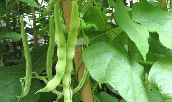 豆角怎么种？豆角的种植管理技术及长期储存方法