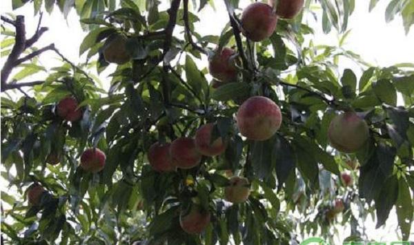 辽宁省宽甸县燕红桃丰产栽培管理技术